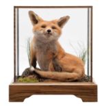 Taxidermy: A European Red Fox Cub (Vulpes vulpes), circa 21st century, a high quality Red Fox cub in