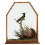 Taxidermy: A Late Victorian Cased Plovercrest Hummingbird, re-cased by A.J. Armitstead, Taxidermy,