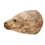 Taxidermy: A Common or Harbor Seal (Phoca vitulina), circa mid-late 20th century, a young adult head