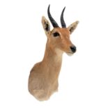 Taxidermy: Southern Mountain Reedbuck (Redunca fulvorufula), modern, South Africa, an adult male