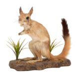 Taxidermy: South African Springhare (Pedetes capensis), modern, South Africa, a high quality full