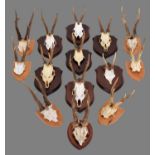 Antlers/Horns: A Group of Mounted European Roebuck Antlers (Capreolus capreolus), circa early 21st