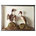 Taxidermy: A Late Victorian Cased Pair of Crested Grebes (Podiceps cristatus), circa 1880-1900,