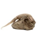 Taxidermy: A Bosc's or Savannah Monitor Lizard (Varanus exanthematicus), modern, by Robert Reed,