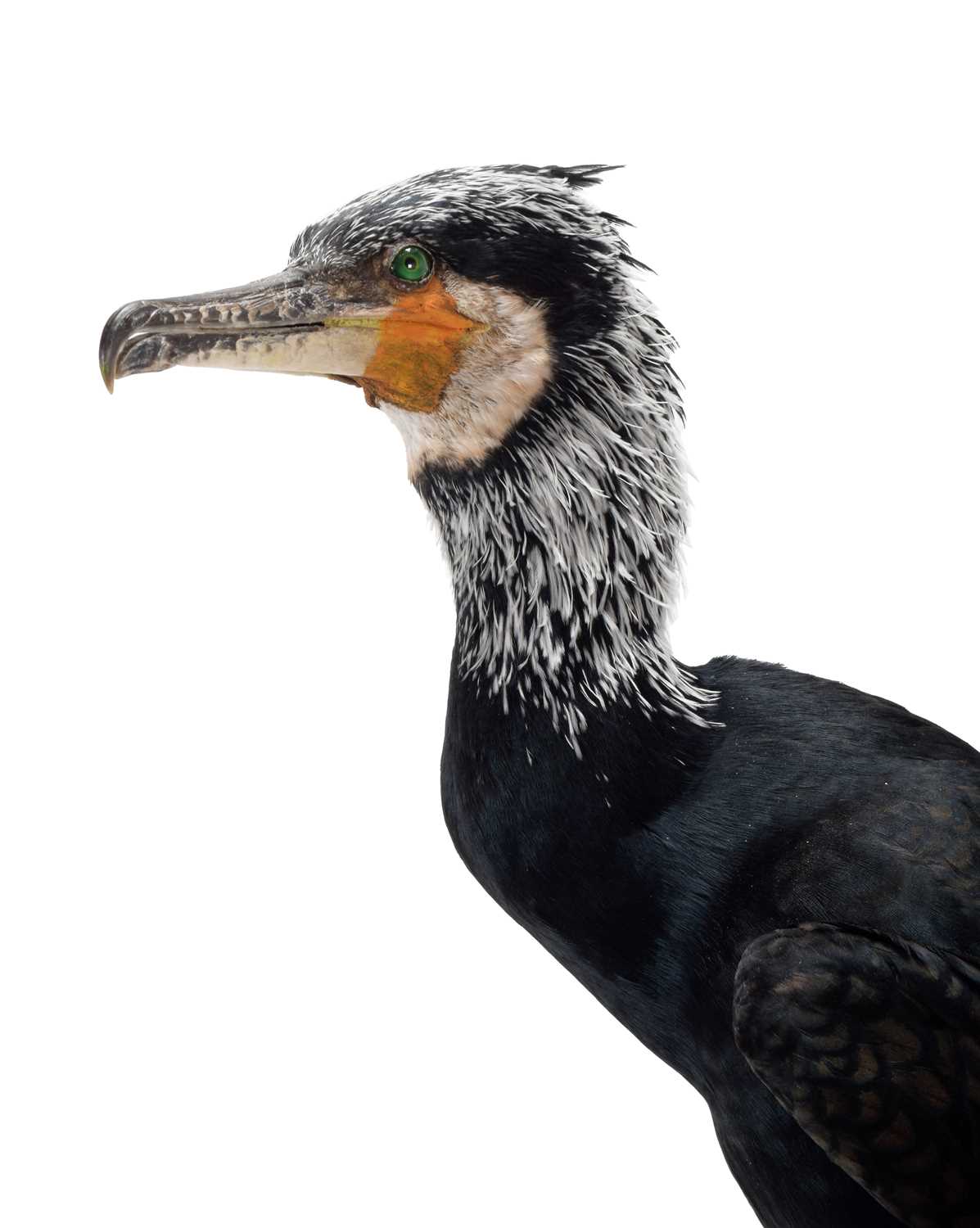 Taxidermy: A Great Cormorant (Phalacrocorax carbo), dated 2022, by Bob Ellis, Taxidermy, - Image 4 of 4