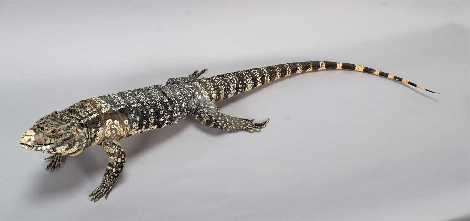 Taxidermy: Argentine Black & White Tegu Lizard (Salvator merianae), modern, by Robert Reed, - Image 2 of 2