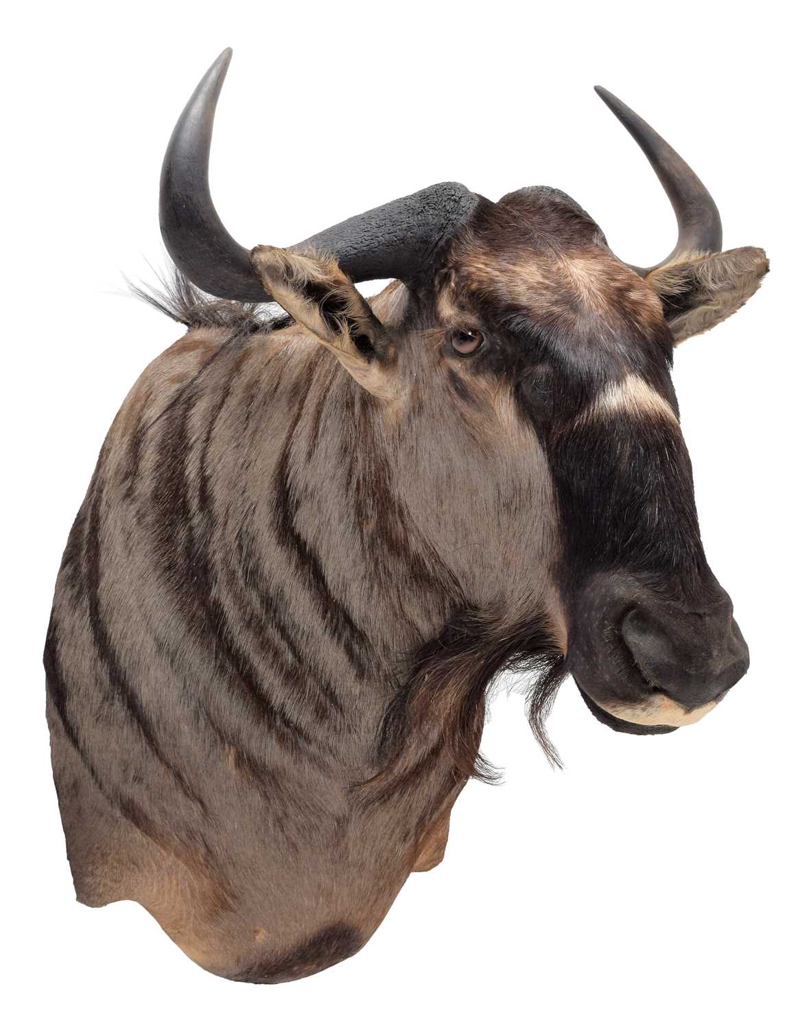 Taxidermy: Blue Wildebeest (Connochaetes taurinus), modern, South Africa, a high quality adult