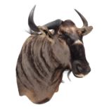 Taxidermy: Blue Wildebeest (Connochaetes taurinus), modern, South Africa, a high quality adult