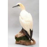 Taxidermy: A Gannet (Morus bassana), modern, by Adrian johnstone, Taxidermy, Gainford, Co Durham,