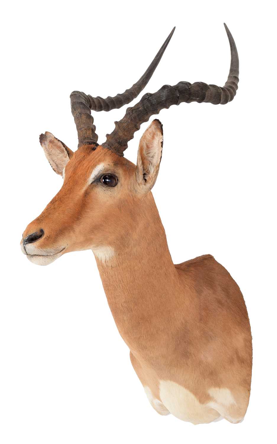 Taxidermy: Common Impala (Aepyceros Melampus) circa 21st century, adult male shoulder mount