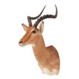 Taxidermy: Common Impala (Aepyceros Melampus) circa 21st century, adult male shoulder mount