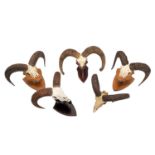 Antlers/Horns: European Mouflon (Ovis aries musimon), circa late 20th century, five sets of adult