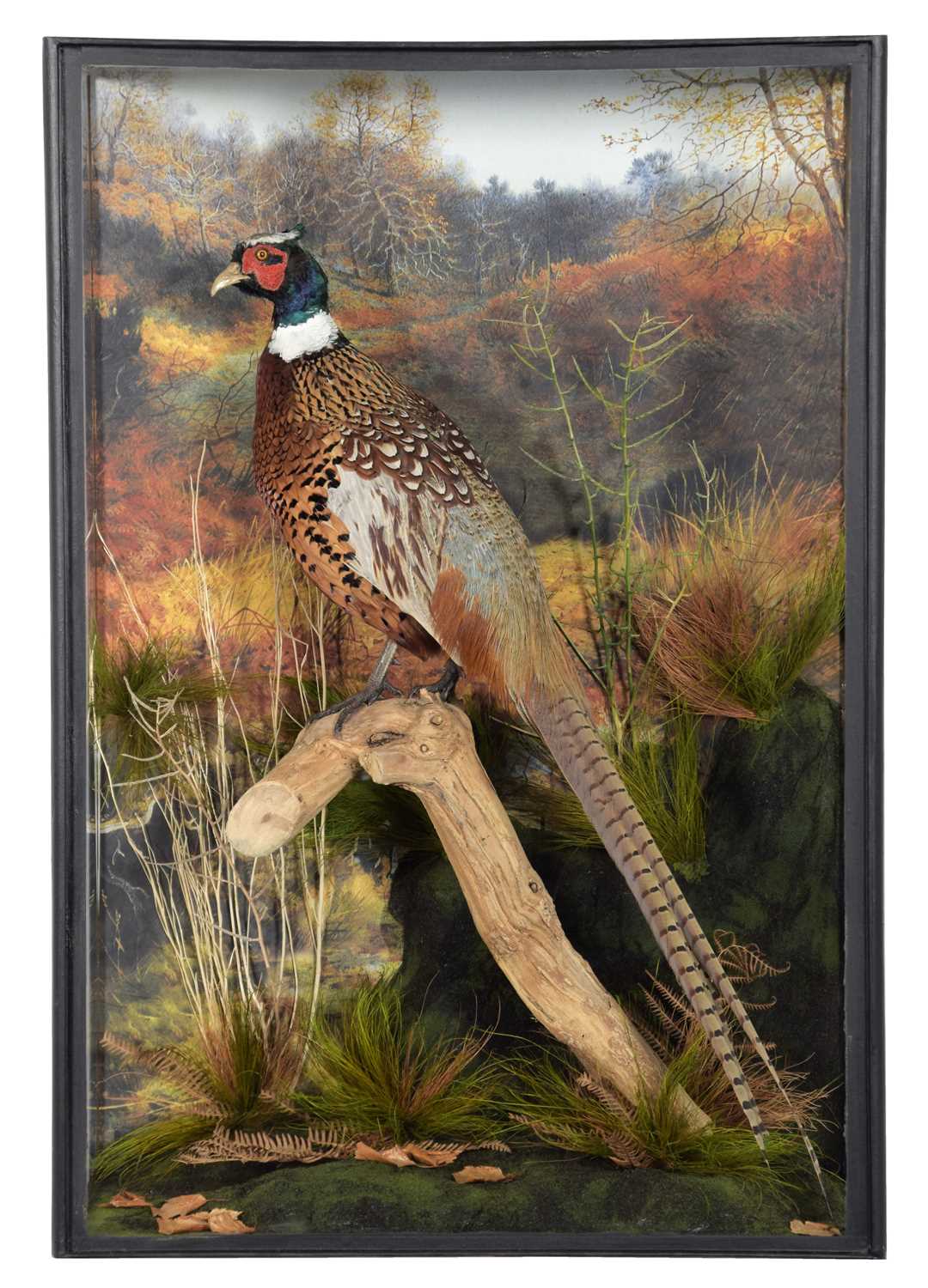 Taxidermy: A Cased Ring-Necked Pheasant (Phasianus colchicus), dated 2007, by Barry Williams,