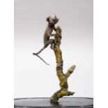 Taxidermy: A Baby Cotton-Eared Marmoset Monkey (Callithrix jacchus), a small full mount baby