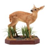 Taxidermy: A Full Mount European Roe Deer Fawn (Capreolus capreolus), modern, a high quality full