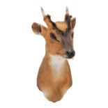 Taxidermy: Reeves's Muntjac Deer (Muntiacini), circa early 21st century, by Robert Reed,