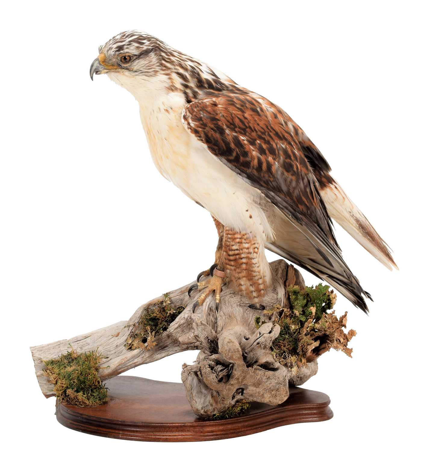 Taxidermy: Ferruginous Hawk / Buzzard (Buteo regalis), captive bred, circa early 21st century, by