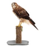 Taxidermy: A Harris Hawk X Red-tailed Hawk, circa 21st century, captive bred, a large high quality