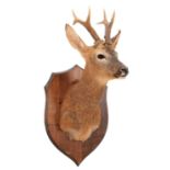 Taxidermy: European Roebuck (Capreolus capreolus), circa late 20th century, by Colin Dunton