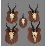 Antlers/Horns: A Group of African Game Trophy Skulls, circa early 21st century, South Africa, a