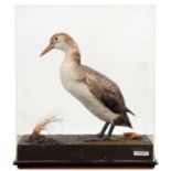 Taxidermy: A Cased Great Northern Diver or Common Loon (Gavia immer), circa mid-late 20th century, a