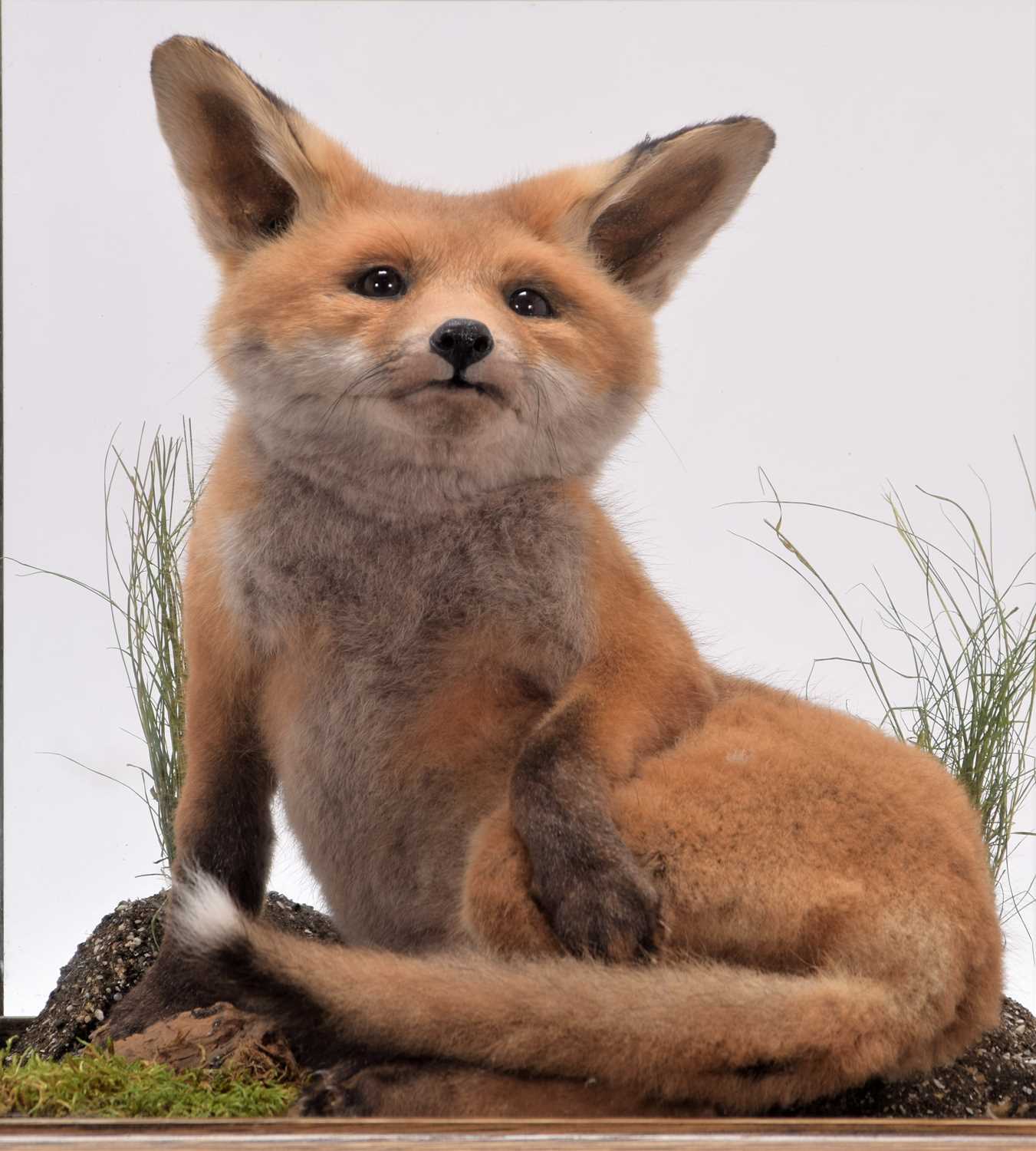 Taxidermy: A European Red Fox Cub (Vulpes vulpes), circa 21st century, a high quality Red Fox cub in - Image 2 of 2