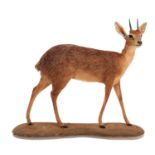 Taxidermy: Cape Grysbok (Raphicerus melanotis), modern, South Africa, Rowland Ward Medal Class, a