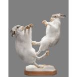Taxidermy: A Pair of Boxing Scottish Mountain Hares (Lepus timidus), modern, by Robert Reed,