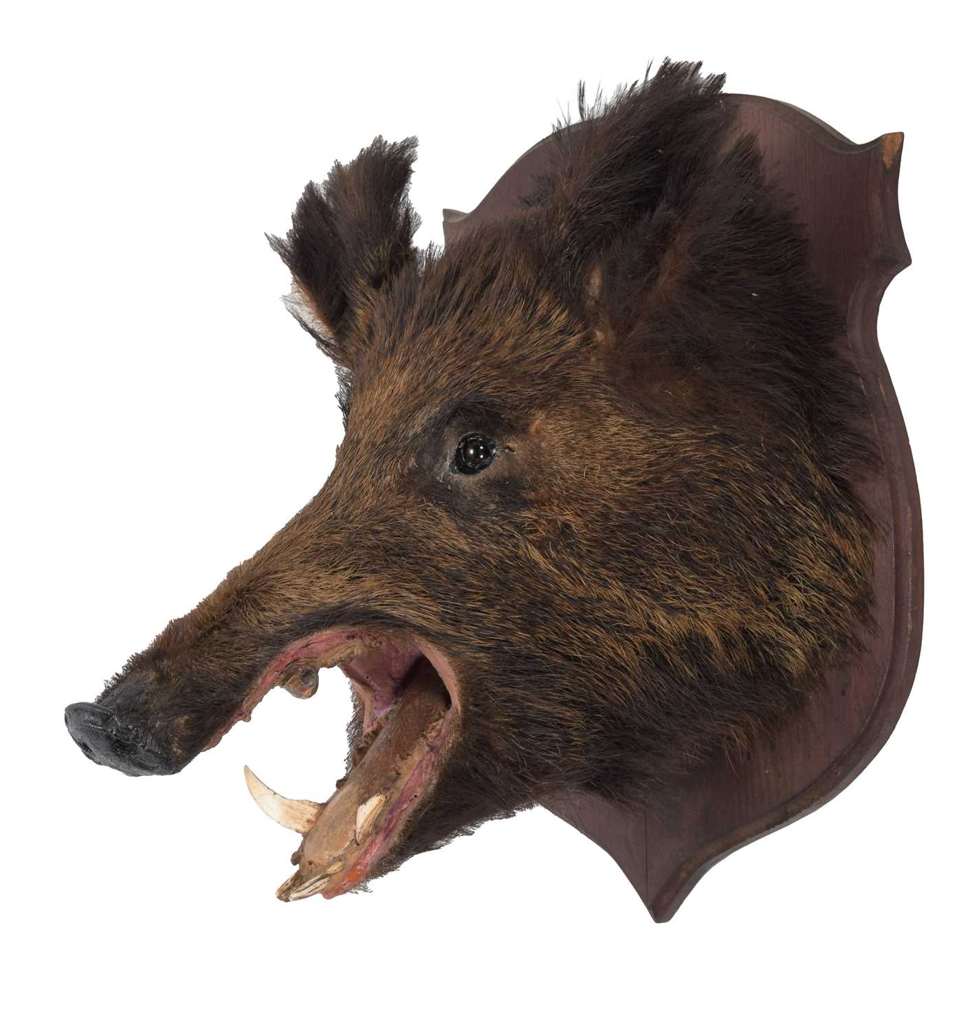 Taxidermy: European Wild Boar (Sus scrofa), circa late 20th century, adult head mount looking - Image 2 of 3