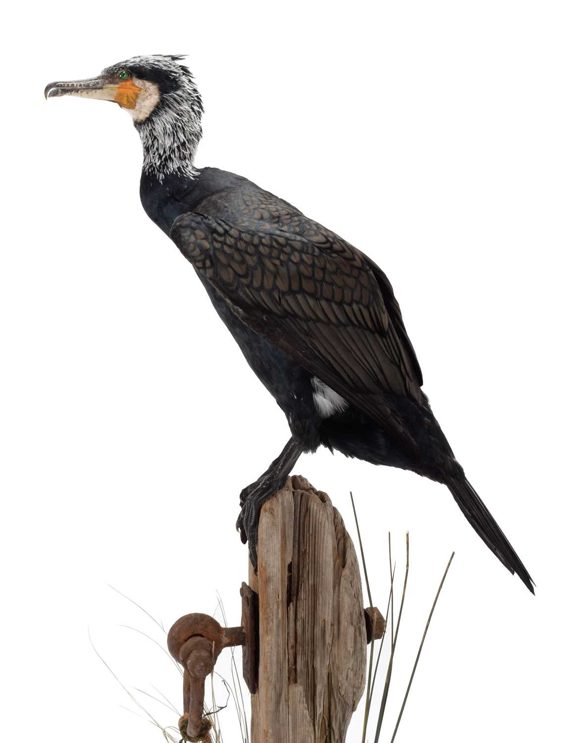 Taxidermy: A Great Cormorant (Phalacrocorax carbo), dated 2022, by Bob Ellis, Taxidermy, - Image 2 of 4