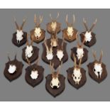 Antlers/Horns: A Group of Mounted European Roebuck Antlers (Capreolus capreolus), circa early 21st