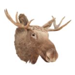 Taxidermy: European Moose (Alces alces), circa late 20th century, a young adult bull shoulder