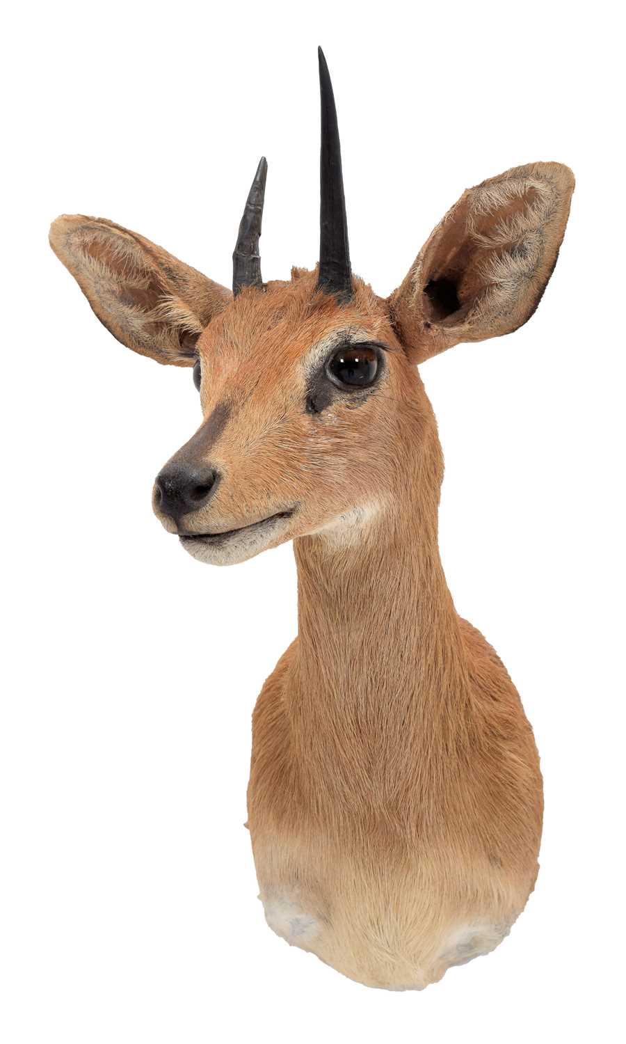 Taxidermy: South African Steenbok (Raphicerus campestris campestris), modern, South Africa, adult - Image 2 of 3