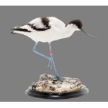 Taxidermy: A Pied Avocet (Recurvirostra avosetta ), circa late 20th century, a fine example of a