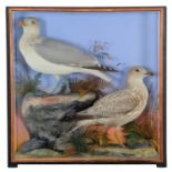 Taxidermy: A Cased Pair of Herring Gulls (Larus argentatus), 1860-1942, by James Hutchings,