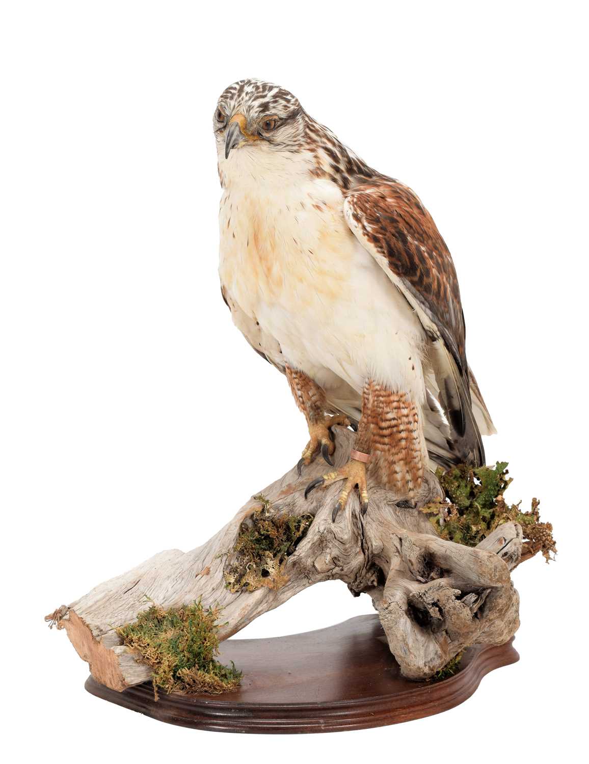 Taxidermy: Ferruginous Hawk / Buzzard (Buteo regalis), captive bred, circa early 21st century, by - Image 2 of 3