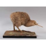 Taxidermy: A Late Victorian Little Spotted Kiwi (Apteryx owenii), by Henry James Burton, 191 Wardour