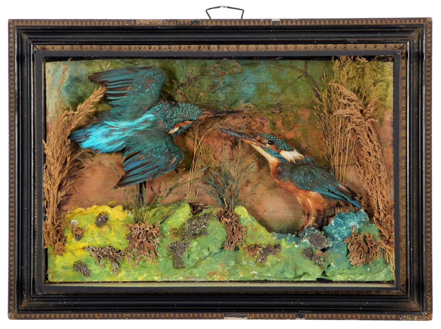 Taxidermy: A Pair of Edwardian Cased European Kingfishers (Alcedo athis), dated 1901, preserved by