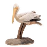 Taxidermy: A Pink-Backed Pelican (Pelecanus rufescens), circa mid-late 20th century, a large high