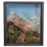 Taxidermy: A Late Victorian Cased Himalayan Snowcock (Tetraogallus himalayensis), dated 1891, by