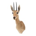 Taxidermy: Vaal Rhebok (Pelea capreolus), modern, South Africa, a high quality adult male shoulder