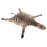 Taxidermy: Burchell's Zebra Skin (Equus quagga), circa late 20th century, a high quality adult