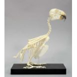Skeletons/Anatomy: An Orange-Winged Amazon Parrot Skeleton (Amazona amazonica), modern, a complete