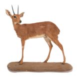 Taxidermy: South African Steenbok (Raphicerus campestris), modern, South Africa, Rowland Ward