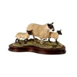 Border Fine Arts 'Mule Ewe and Lambs'