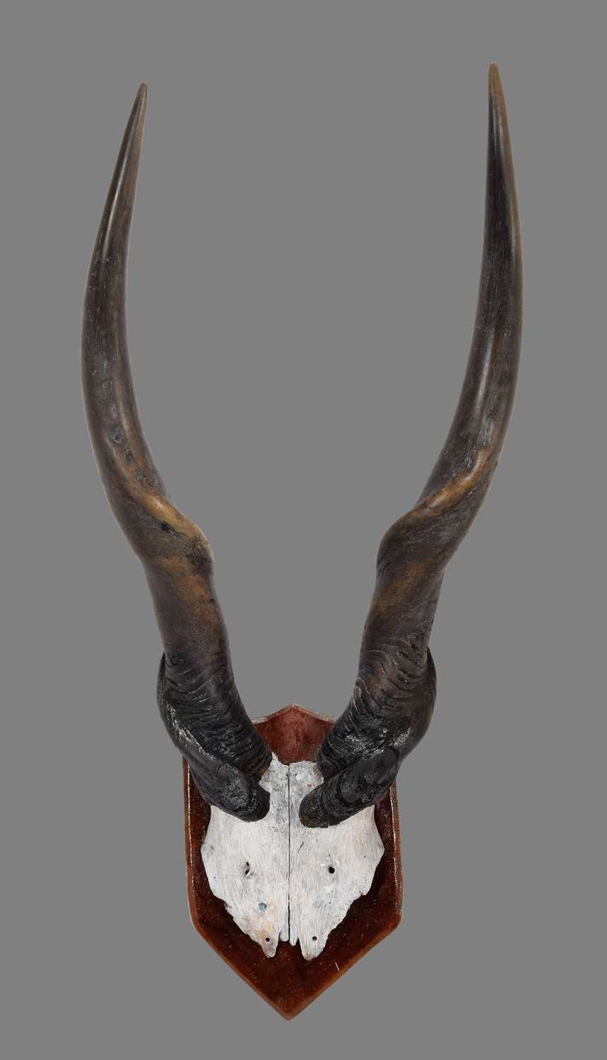 Antlers/Horns: Cape Eland Horns (Taurotragus oryx oryx), circa mid-late 20th century, South