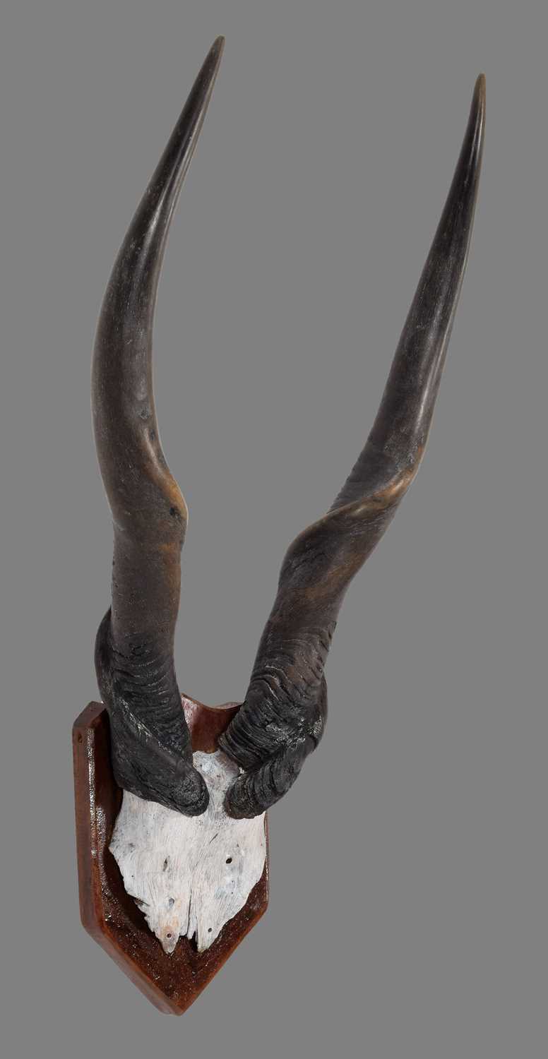 Antlers/Horns: Cape Eland Horns (Taurotragus oryx oryx), circa mid-late 20th century, South - Image 3 of 3