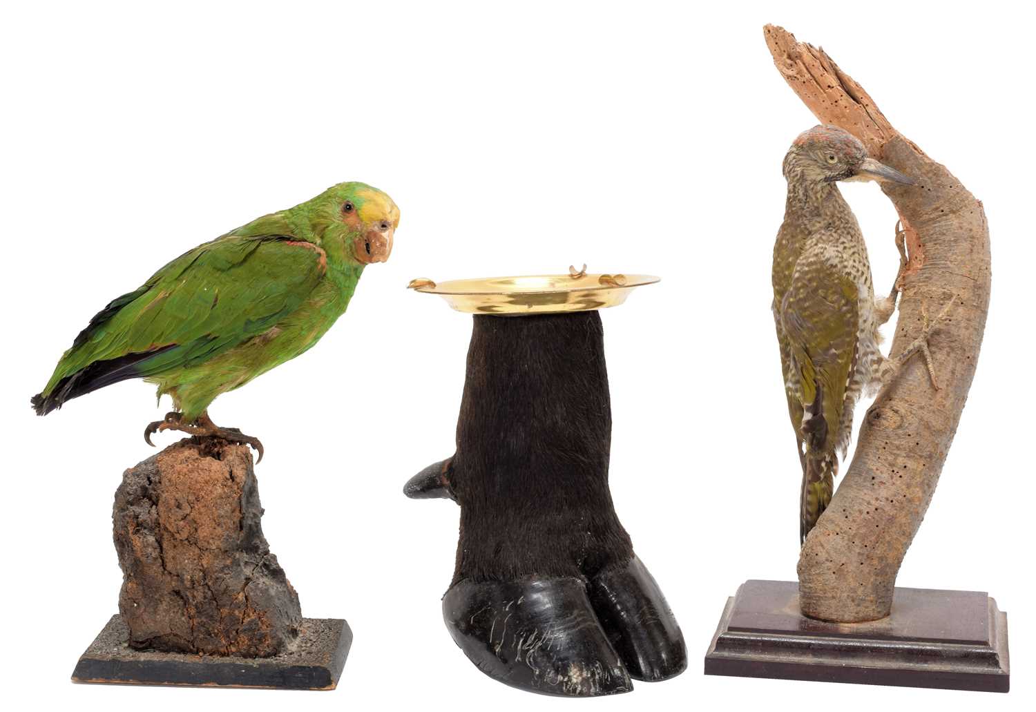 Taxidermy: A Yellow-crowned Amazon Parrot, Green Woodpecker, & Cape Buffalo Hoof mounted ashtray,