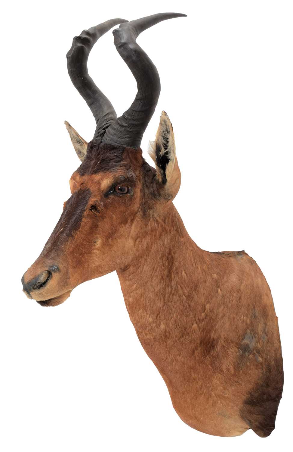 Taxidermy: Cape Red Hartebeest (Alcelaphus caama), circa 2003, South Africa, a high quality adult