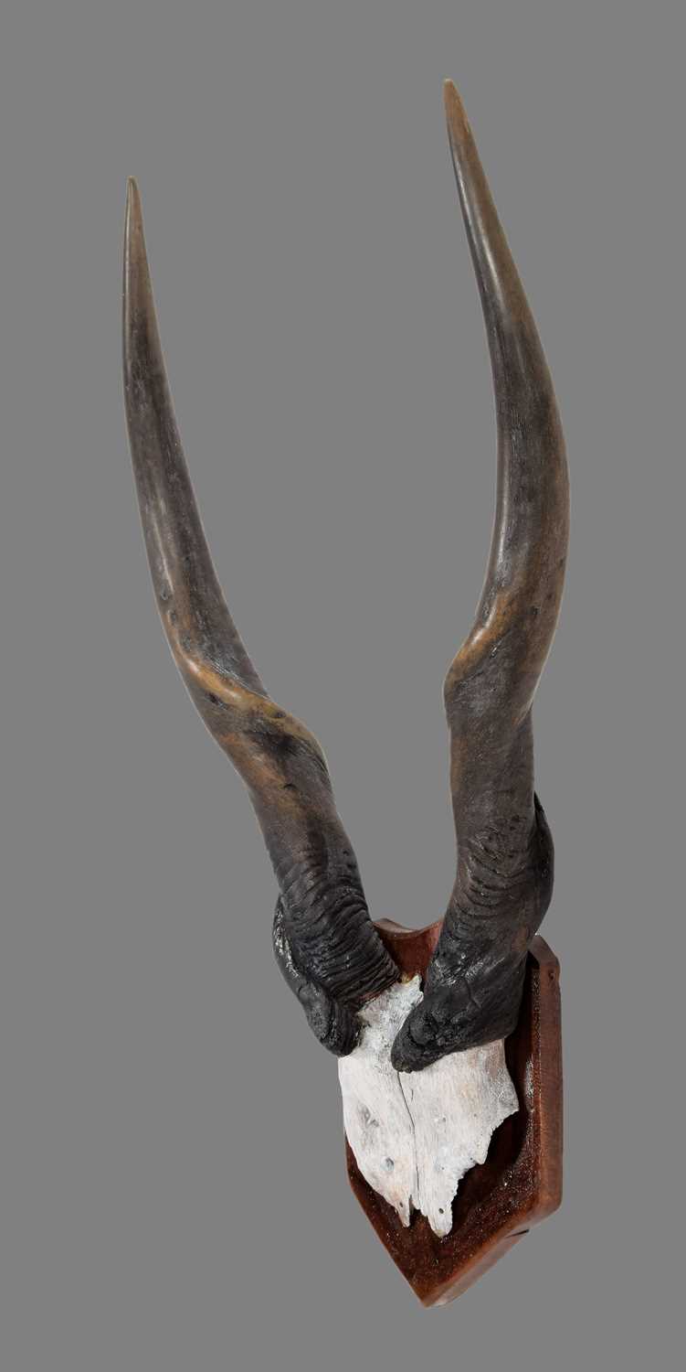 Antlers/Horns: Cape Eland Horns (Taurotragus oryx oryx), circa mid-late 20th century, South - Image 2 of 3